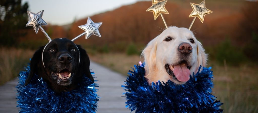 Zwei Hunde freuen sich übers neue Jahr