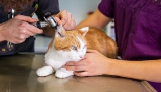 Ein Tierarzt checkt das Ohr einer Katze während die Arzthelferin diese hält.