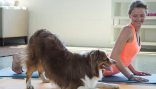 Ein Hund sitzt auf einer Yoga Matte und führt die Gebetsstellung aus.