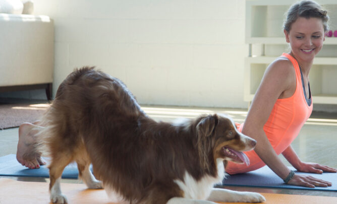 Ein Hund sitzt auf einer Yoga Matte und führt die Gebetsstellung aus.