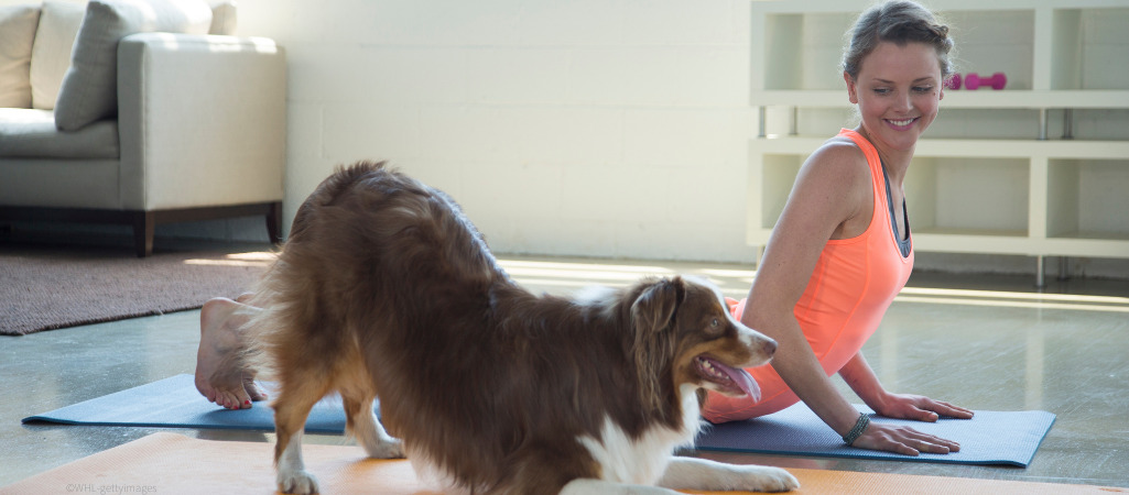 Ein Hund sitzt auf einer Yoga Matte und führt die Gebetsstellung aus.