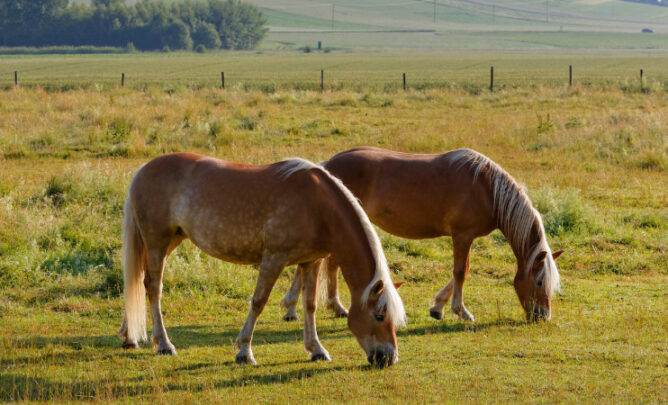 zwei Pferde stehen auf einer Weide und fressen Gras.