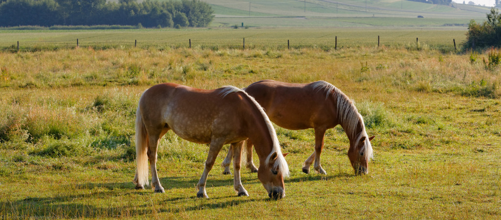 zwei Pferde stehen auf einer Weide und fressen Gras.