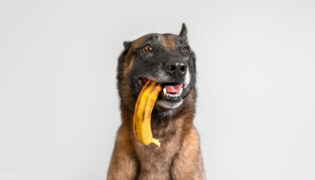 Ein Hund frisst eine Banane.