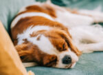 Ein Hund liegt erschöpft auf dem Sofa.