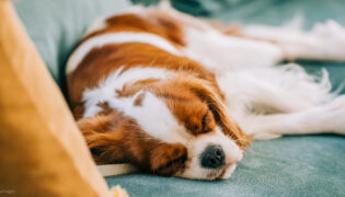 Ein Hund liegt erschöpft auf dem Sofa.