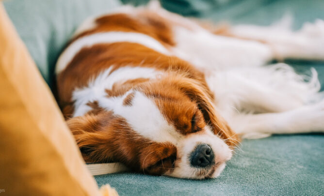 Ein Hund liegt erschöpft auf dem Sofa.