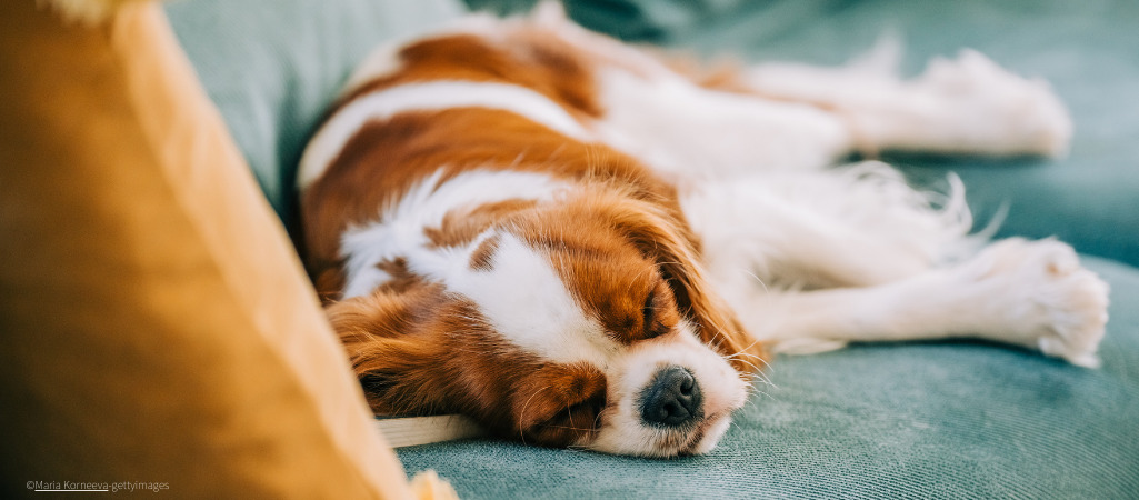 Ein Hund liegt erschöpft auf dem Sofa.