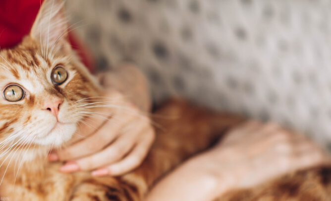 Eine Katze liegt im Arm von ihrem Frauchen.