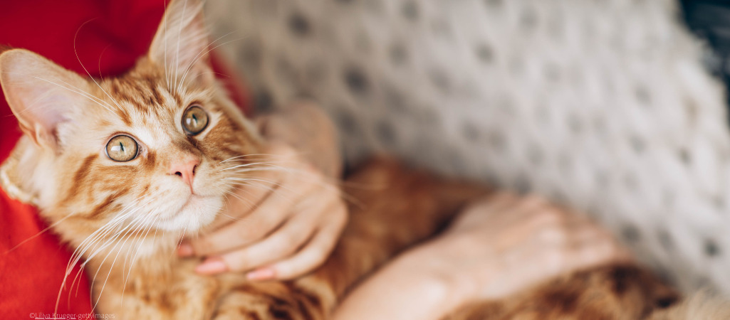 Eine Katze liegt im Arm von ihrem Frauchen.