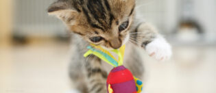 Auf dem Bild spielt eine kleine Katze mit einem Spielzeug und frisst an diesem. Dies kann sehr schädlich sein.