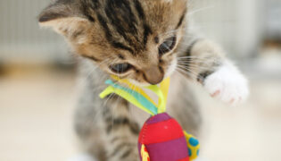 Auf dem Bild spielt eine kleine Katze mit einem Spielzeug und frisst an diesem. Dies kann sehr schädlich sein.