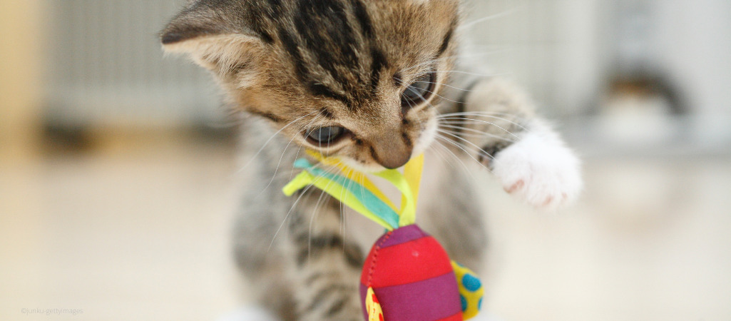 Auf dem Bild spielt eine kleine Katze mit einem Spielzeug und frisst an diesem. Dies kann sehr schädlich sein.