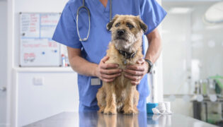 Ein Hund wird an den Ellenbogen vom Tierarzt abgetastet.