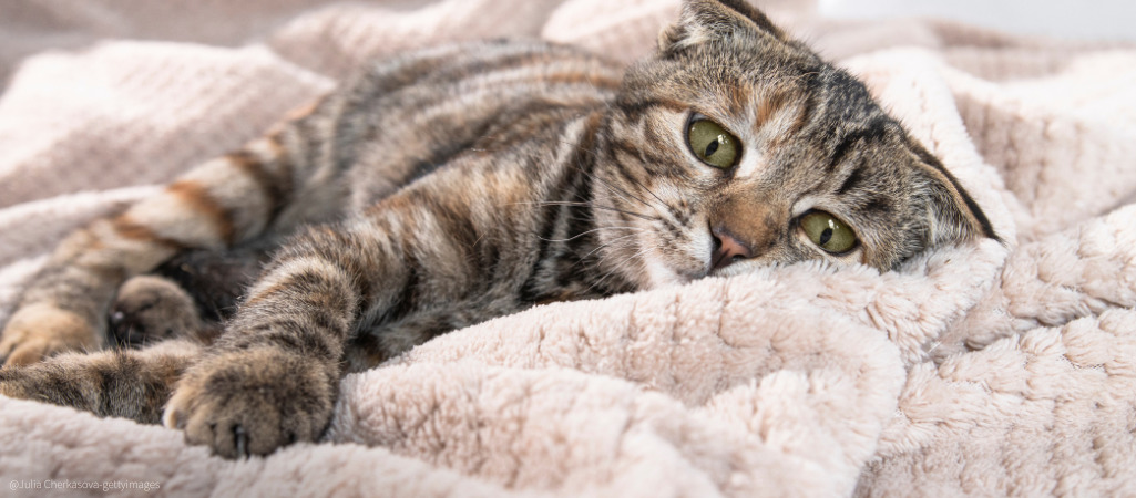 Eine Katze liegt mit schmerzverzerrtem Blick auf einer Decke.