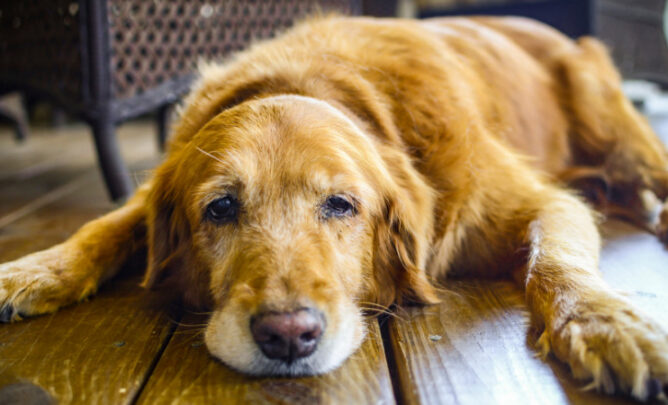 Ein Hund liegt erschöpft auf dem Boden