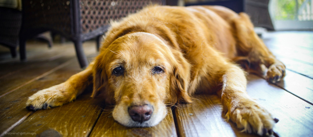 Ein Hund liegt erschöpft auf dem Boden