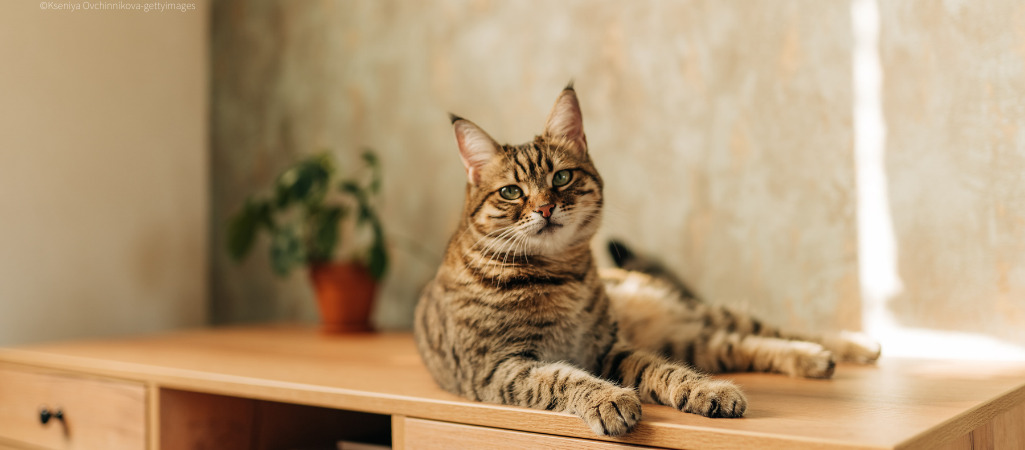 Auf dem Foto ist eine aegyptische Mau Katze zu sehen. Sie liegt auf einem Schrank und sonnt sich etwas