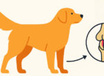 Infografik: Patellaluxation beim Hund.