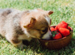 Welpe frisst Erdbeeren aus einer Schale.
