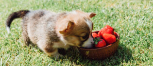 Welpe frisst Erdbeeren aus einer Schale.