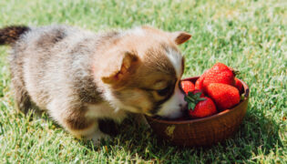 Welpe frisst Erdbeeren aus einer Schale.