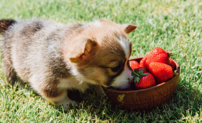 Welpe frisst Erdbeeren aus einer Schale.