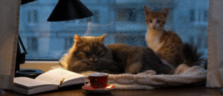 Zwei Katzen auf Fensterbank. Draußen regnet es. Das Kätzchen hat Angst vor Gewitter.