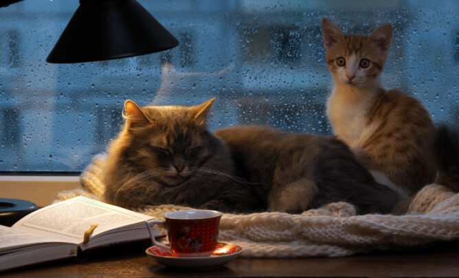 Zwei Katzen auf Fensterbank. Draußen regnet es. Das Kätzchen hat Angst vor Gewitter.