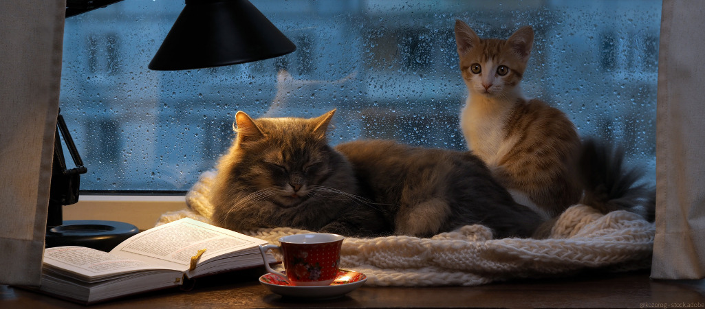 Zwei Katzen auf Fensterbank. Draußen regnet es. Das Kätzchen hat Angst vor Gewitter.