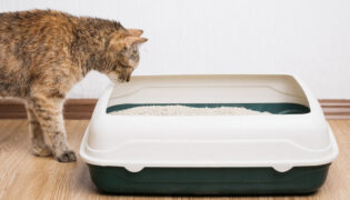 Katzen beäugt Katzenstreu im Katzenklo.
