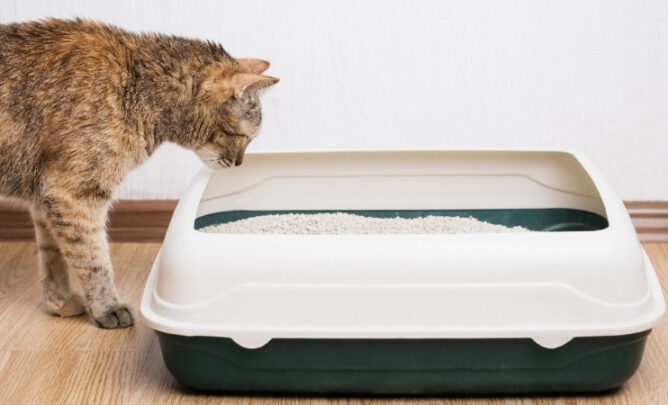 Katzen beäugt Katzenstreu im Katzenklo.