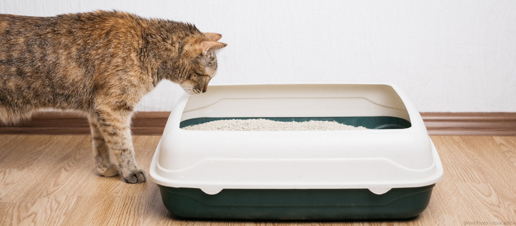 Katzen beäugt Katzenstreu im Katzenklo.