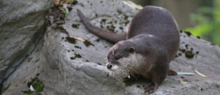 Otter im Otterzentrum.