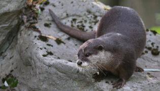 Otter im Otterzentrum.