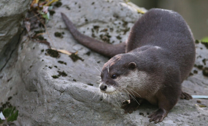 Otter im Otterzentrum.