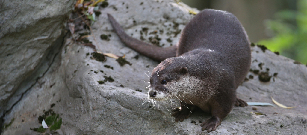 Otter im Otterzentrum.