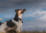 Ein Jack Russel Terrier steht beängstigt auf einer Wiese und schaut nach oben,, auf den sich zuziehenden Himmel.