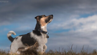 Ein Jack Russel Terrier steht beängstigt auf einer Wiese und schaut nach oben,, auf den sich zuziehenden Himmel.