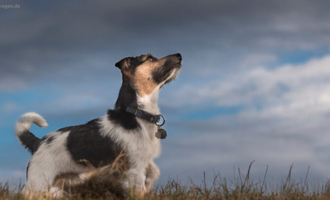 Ein Jack Russel Terrier steht beängstigt auf einer Wiese und schaut nach oben,, auf den sich zuziehenden Himmel.