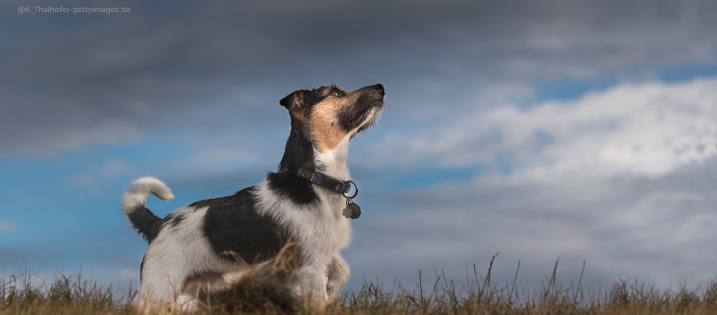 Ein Jack Russel Terrier steht beängstigt auf einer Wiese und schaut nach oben,, auf den sich zuziehenden Himmel.