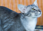 Eine graue Javanese Katze liegt auf einer Decke.