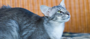 Eine graue Javanese Katze liegt auf einer Decke.