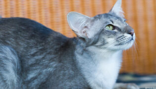 Eine graue Javanese Katze liegt auf einer Decke.