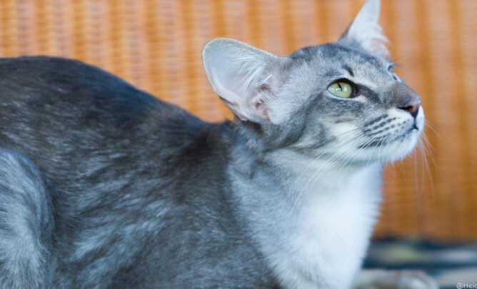 Eine graue Javanese Katze liegt auf einer Decke.
