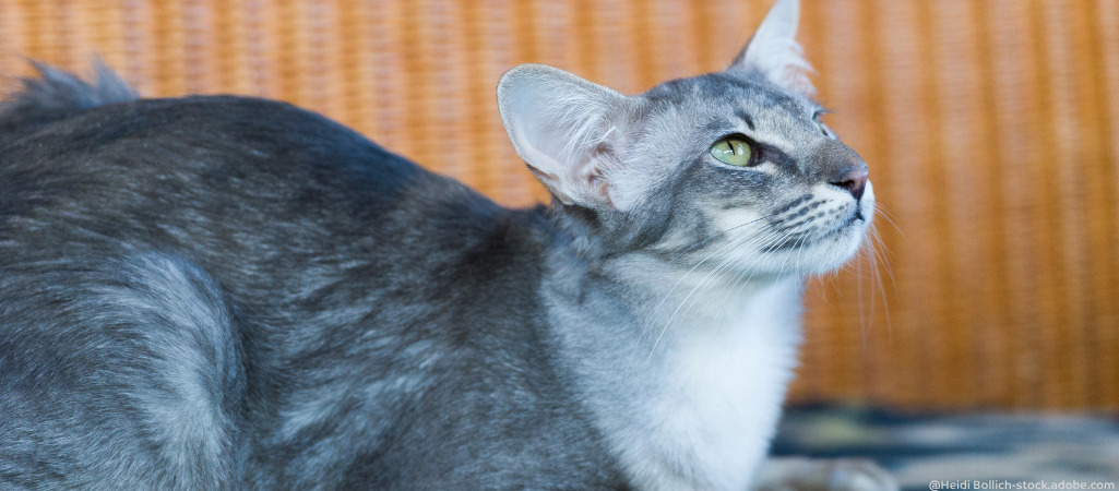 Eine graue Javanese Katze liegt auf einer Decke.