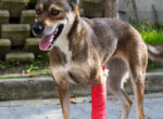 Ein Mischling mit roter Bandage steht auf einer Einfahrt.