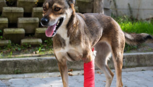 Ein Mischling mit roter Bandage steht auf einer Einfahrt.
