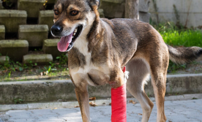 Ein Mischling mit roter Bandage steht auf einer Einfahrt.