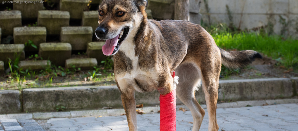 Ein Mischling mit roter Bandage steht auf einer Einfahrt.